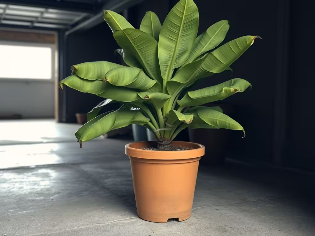 Bananier cultivé en pot entreposé en intérieur durant l'hiver dans une cave ou garage frais