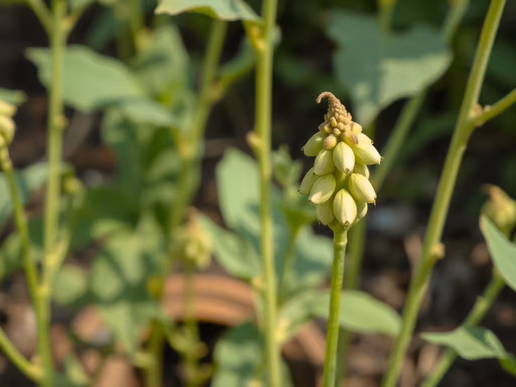 Plante de lentille adulte avec gousses vertes mûres prêtes à récolter, détail macro.