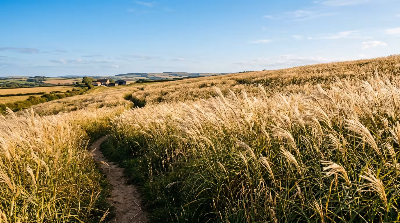 Champ de miscanthus en pleine croissance estivale, plantes hautes aux épis plumeaux dorés