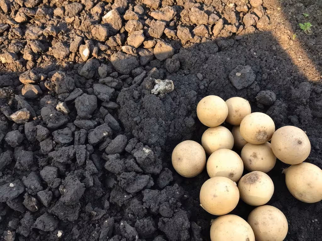 Préparation d'un sol agricole riche et tubercules de pommes de terre en différentes variétés