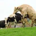 Inséminer les vaches avec précision