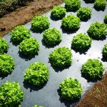 Bâche biodégradable de jardin : comment elles sauvent nos sols ?