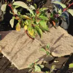 Comment utiliser le tissu de paillage de chanvre et améliorer le sol de votre jardin