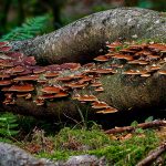 Substrat de champignons, comment choisir celui qui vous convient
