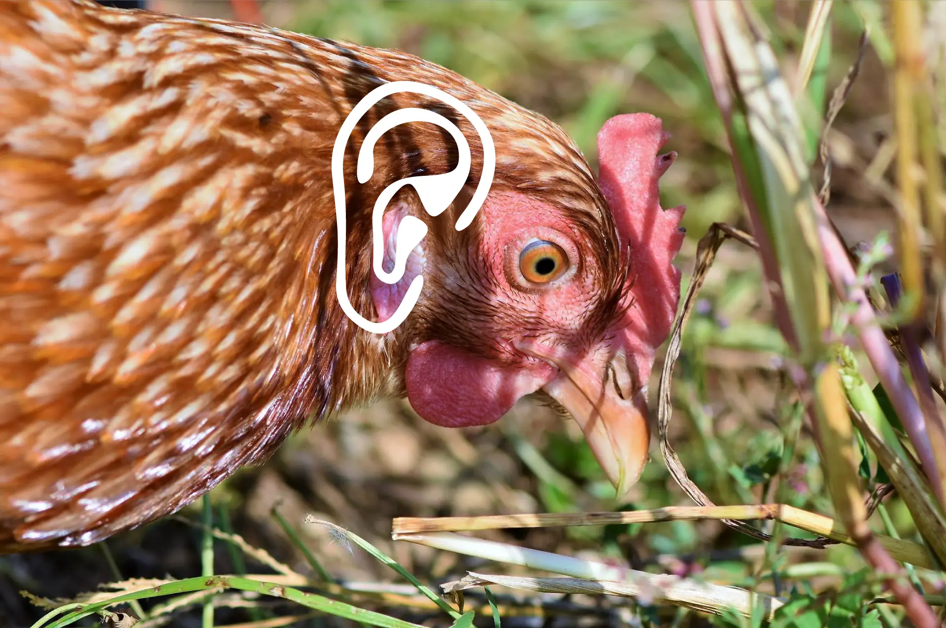 est ce que les poules ont des oreilles
