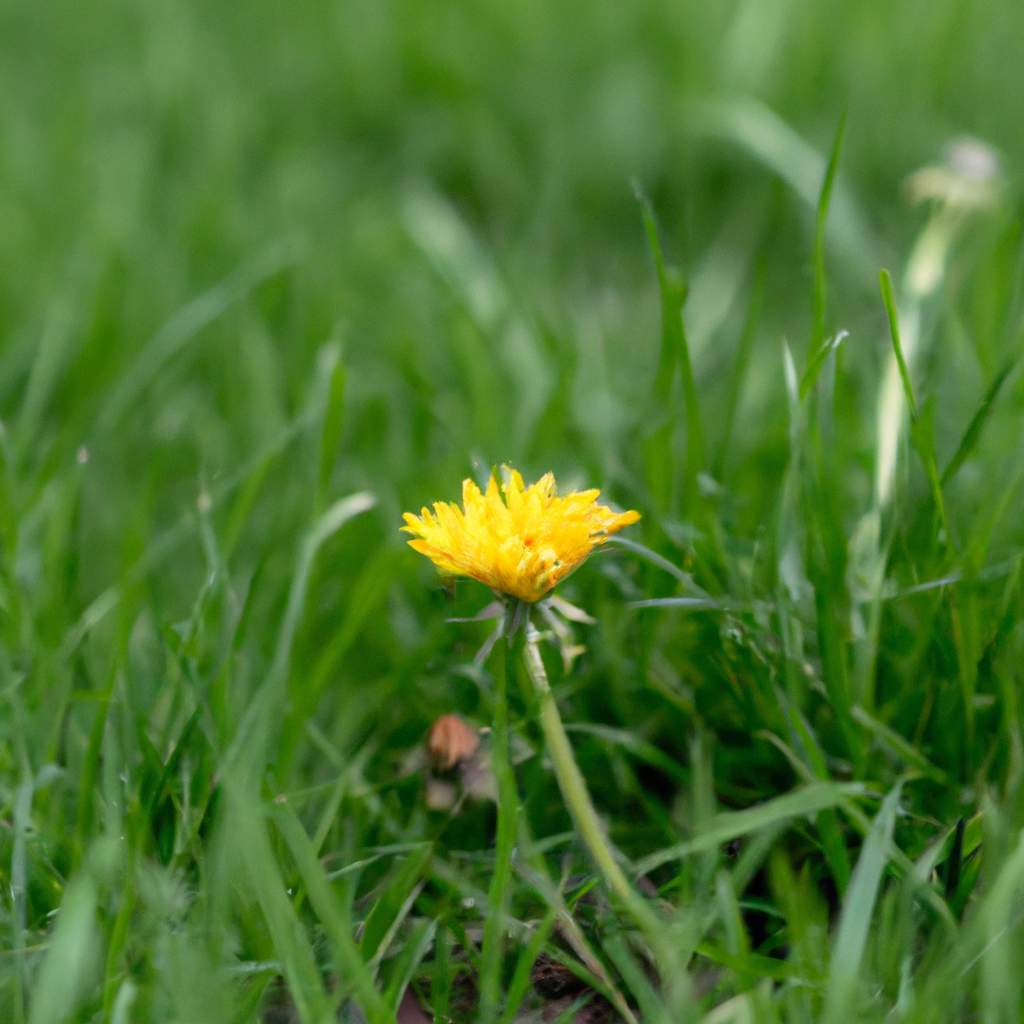 10 astuces naturelles pour dire adieu aux mauvaises herbes dans votre jardin 10 astuces naturelles pour dire adieu aux mauvaises herbes dans votre jardin