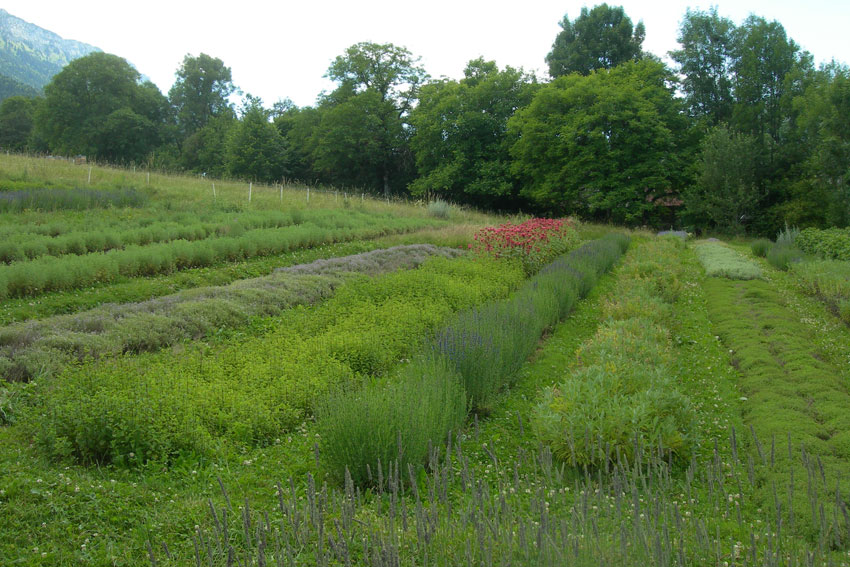 culture de plantes médicinales