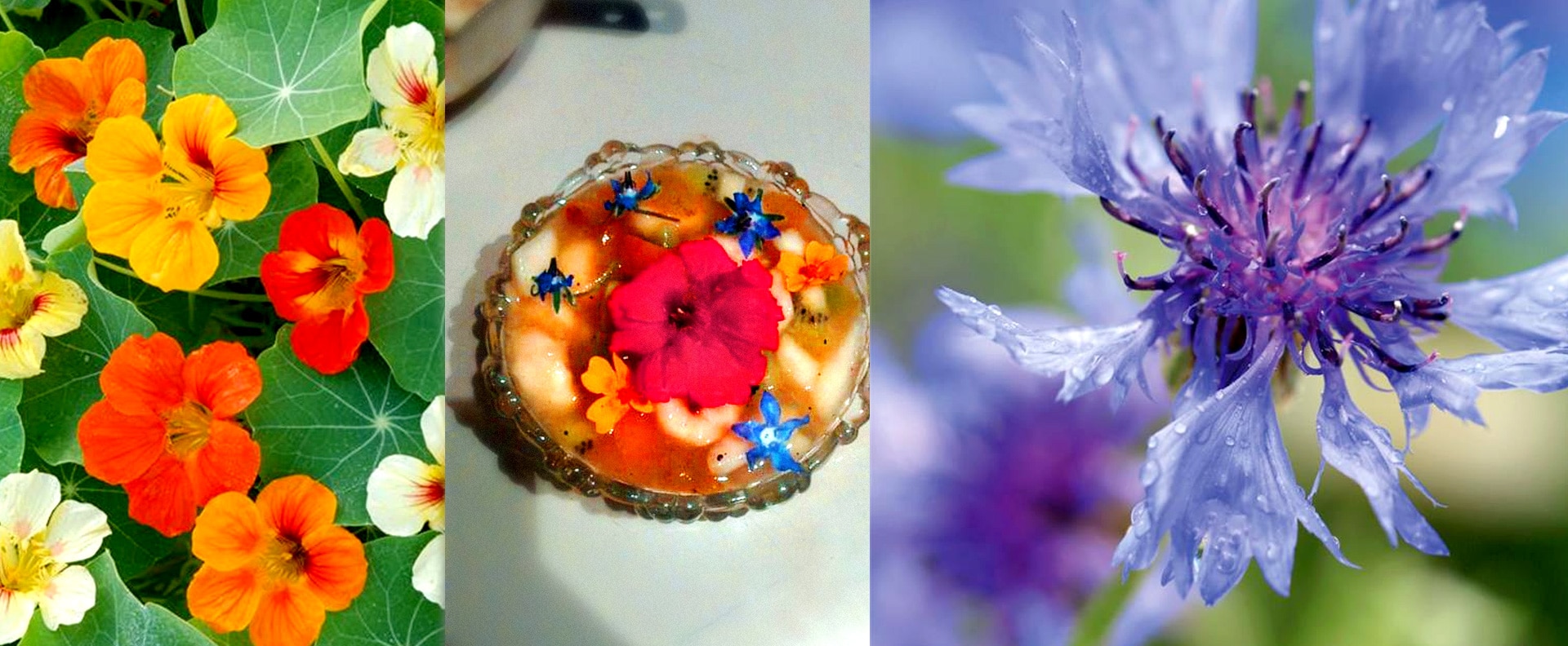 culture fleur comestible