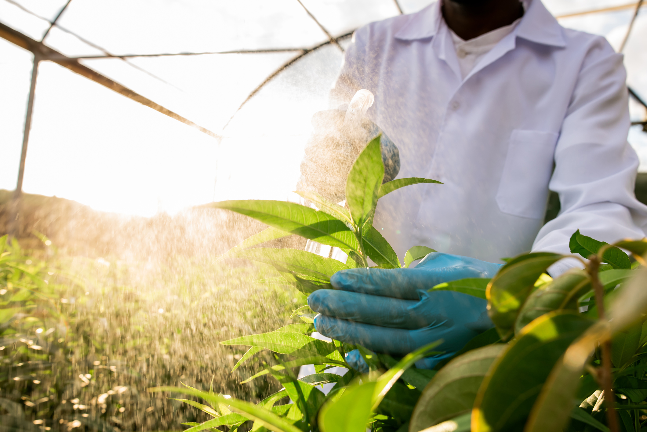 cultures résilientes au changement climatique