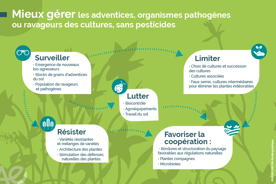 Impact des pesticides sur les cultures et alternatives