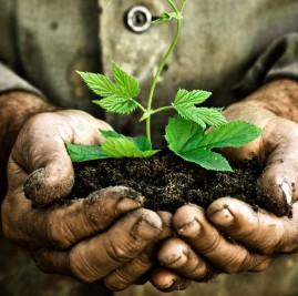 Importance de la qualité du sol en agriculture