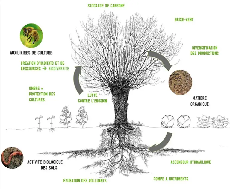 role des arbres dans les cultures