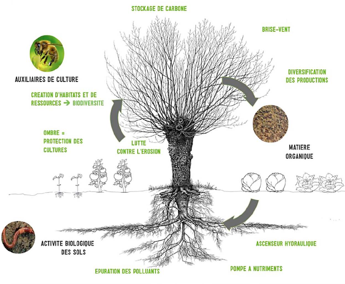 Rôle des arbres dans les cultures