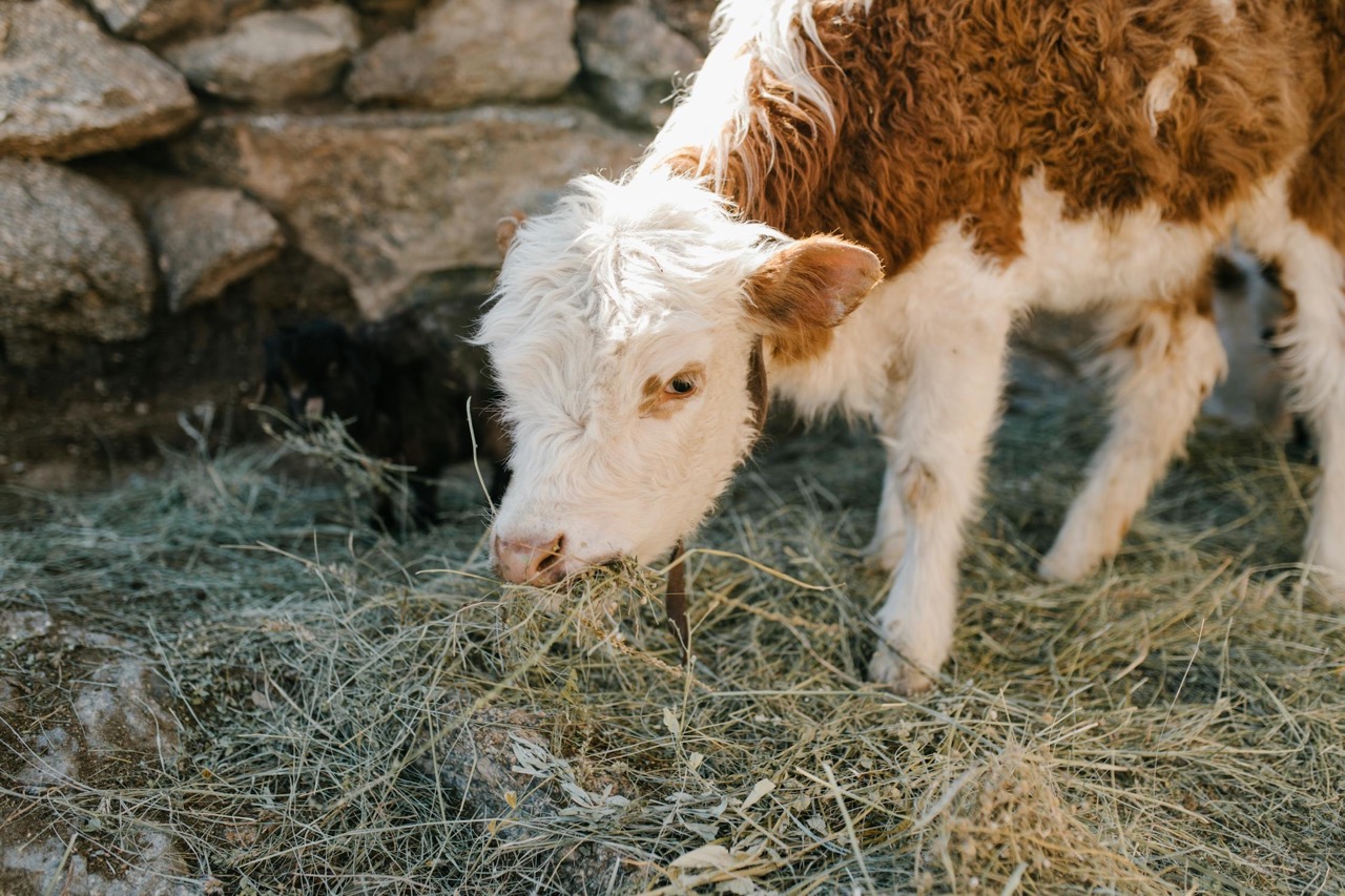 Comment nourrir un petit veau : astuces et conseils pratiques