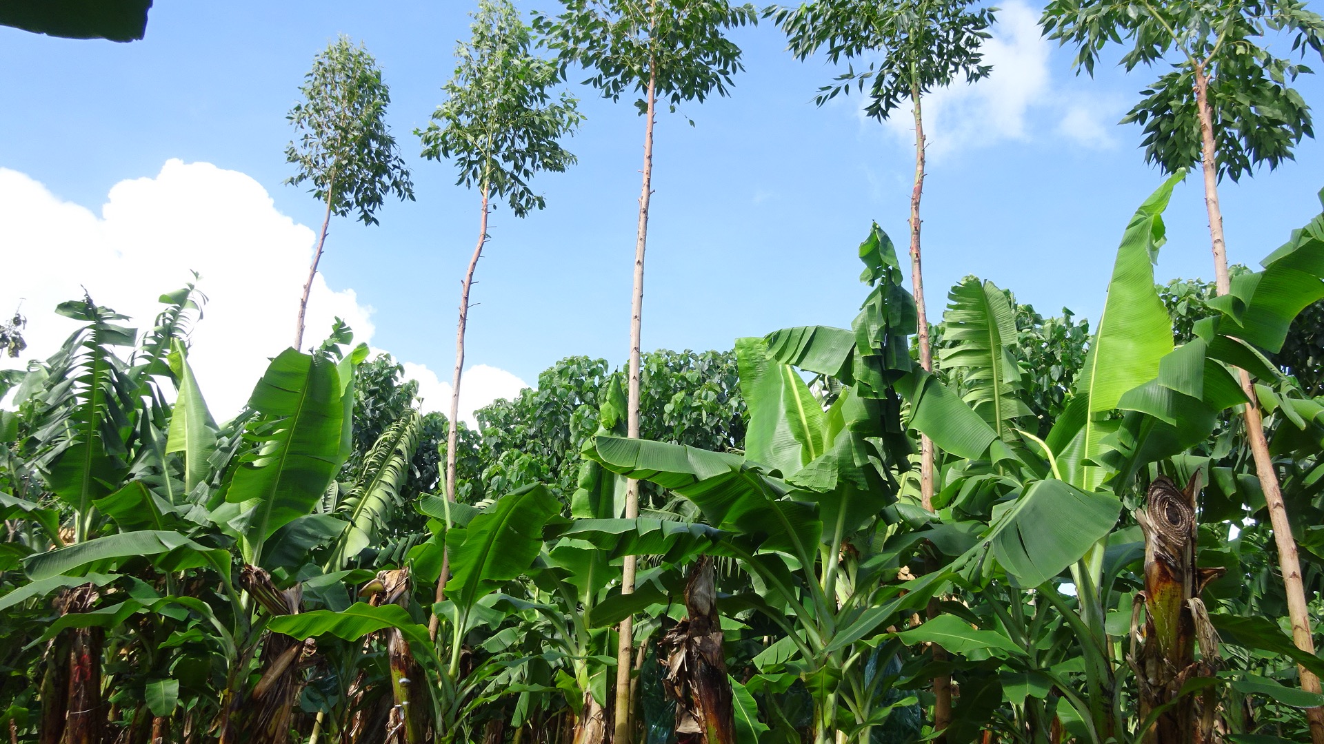 Agriculture L’Agriculture Syntropique : Principes, Pratiques et Perspectives Mondiales