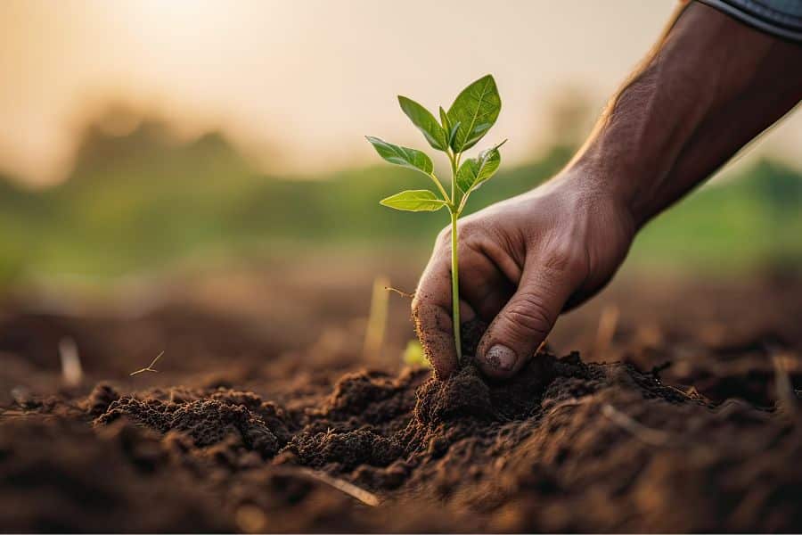 Agriculture Syntropiques et ses alternatives pour cultiver en Harmonie : Exploration des Alternatives Agricoles pour un Avenir Durable