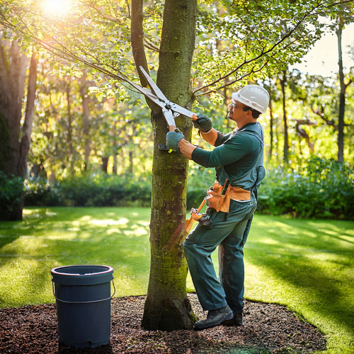 Coupe des arbres : comment réduire la propagation des maladies ?